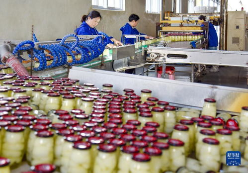 安徽砀山 深加工促进梨产业发展